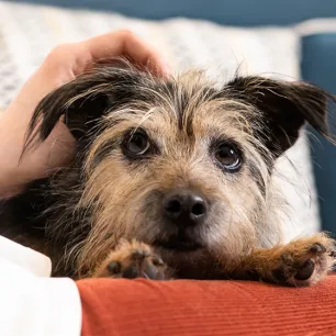 Arthritis in Dogs Symptoms and Treatment
