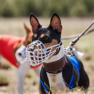 Benefits of Dog Muzzles and Muzzle Training