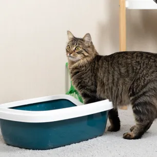 Blood in Cat Urine Causes Other Symptoms to Look Out For