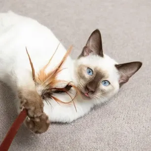 Bringing a Kitten Home