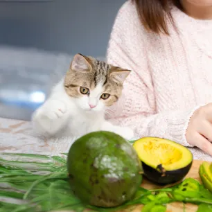 Can Cats Eat Avocado