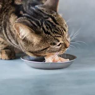 Can Cats Eat Raw Chicken