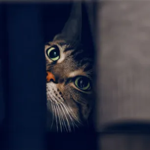 Can Cats See in the Dark