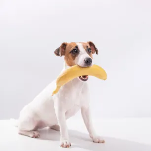 Can Dogs Eat Bananas