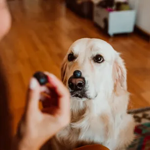 Can Dogs Eat Blueberries