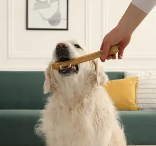 Can Dogs Eat Bones
