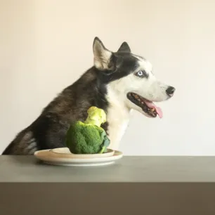 Can Dogs Eat Broccoli