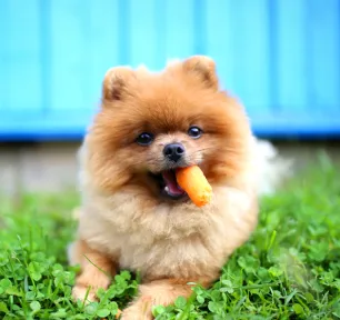 Can Dogs Eat Carrots?