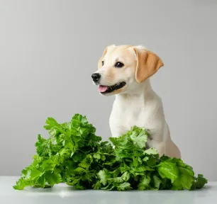 Can Dogs Eat Celery?