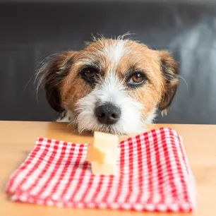 Can Dogs Eat Cheese