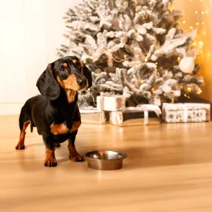 Can Dogs Eat Christmas Dinner