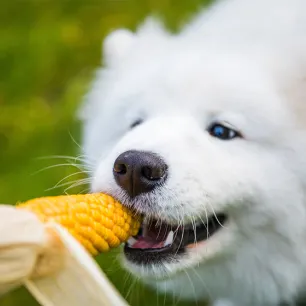 Can Dogs Eat Corn?