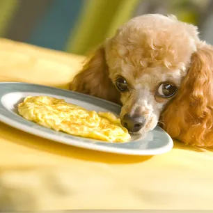 Can Dogs Eat Eggs?