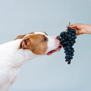 Can Dogs Eat Grapes?