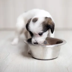 Can Dogs Eat Green Beans?