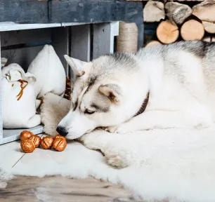 Can Dogs Eat Nuts?