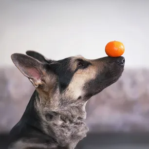 Can Dogs Eat Oranges