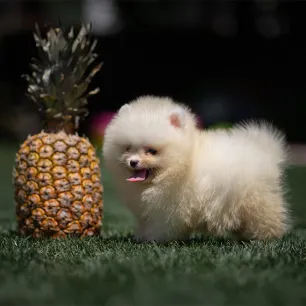 Can Dogs Eat Pineapple