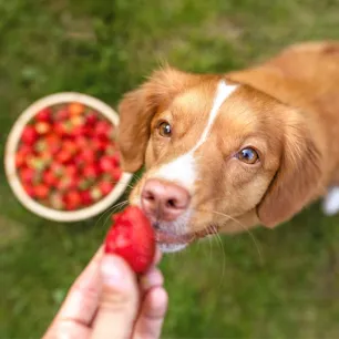 Can Dogs Eat Strawberries?