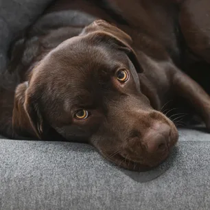 Cancer in dogs signs and treatment