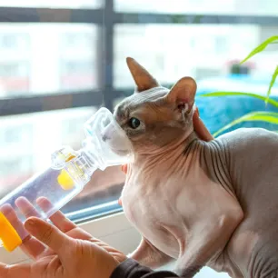 Cat Asthma: What It Is, Symptoms & Treatment