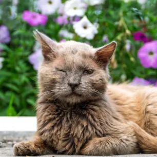 Cat Conjunctivitis Symptoms and Treatment