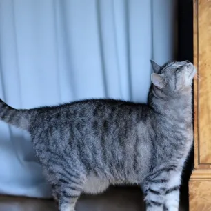 Cat Heat Cycle