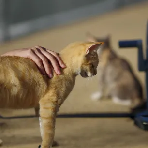 Cat Miscarriage: Causes, Symptoms, and Treatment