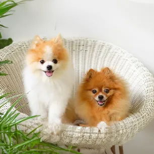 Common Health Problems in Pomeranians