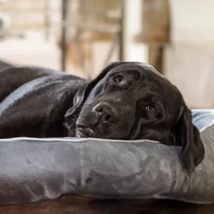 Do Dogs Dream?