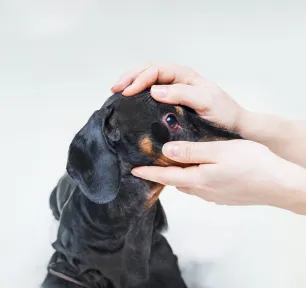 Dog Conjunctivitis Symptoms and Treatment