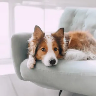 Dog Hackles  Why Do Dog’s Hairs Stand Up