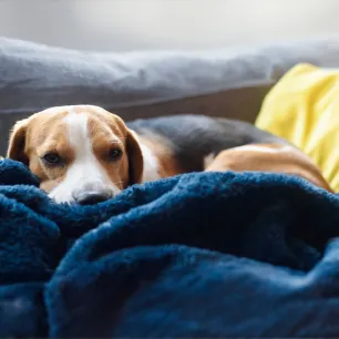 Dog Miscarriage