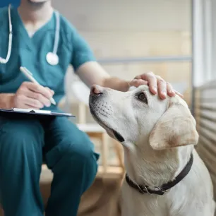 Dog Plaque: All You Need to Know