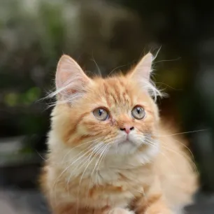 Dwarfism In Cats
