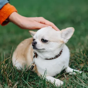 Dwarfism in Dogs