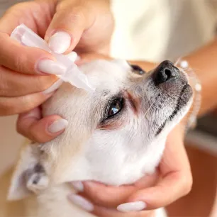 Eye Drops for Dogs Types & When Do Dogs Need Them