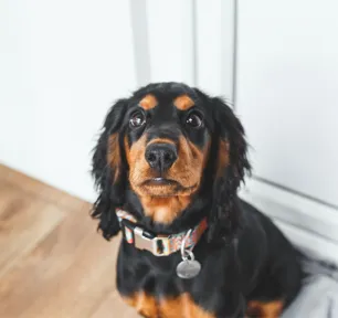 Find the Perfect Male Dog Name for the New Puppy in Your Life