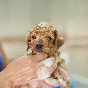 First Puppy Bath - The Survival Guide.