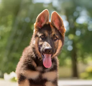 German Shepherd Names for Your New Puppy