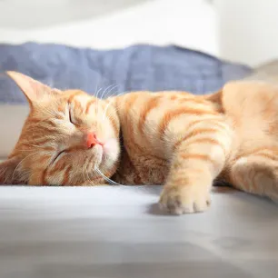 The 10 Cat Sleeping Positions and What They Mean