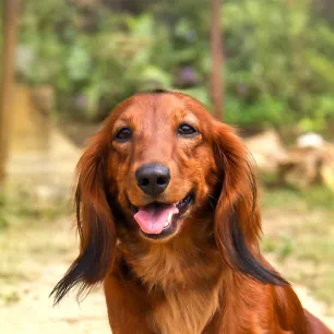 Gum Disease in Dogs