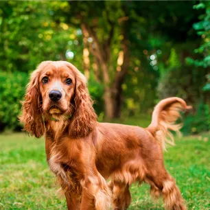 Health Problems in Cocker Spaniels