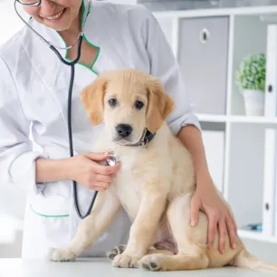 Heart Murmur in Dogs: Symptoms, Causes & Treatment