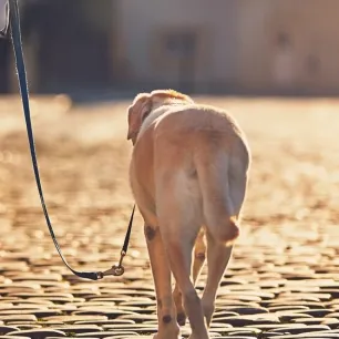 Helping Dogs Feel Comfortable When Out In The City