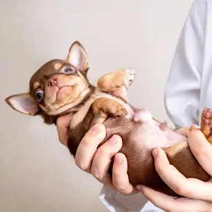 Hernias in Dogs What You Need to Know