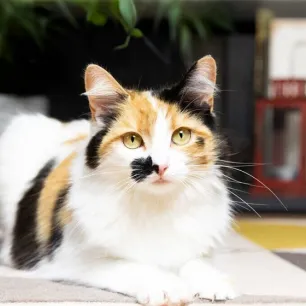 How Long Can You Leave a Cat or Kitten Alone
