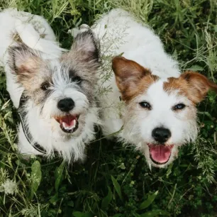 How Long Do Dogs Really Live