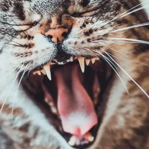 How to Look After Your Cat's Teeth