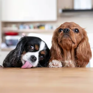 How to Stop Puppy Jumping Up: Top Tips Explained